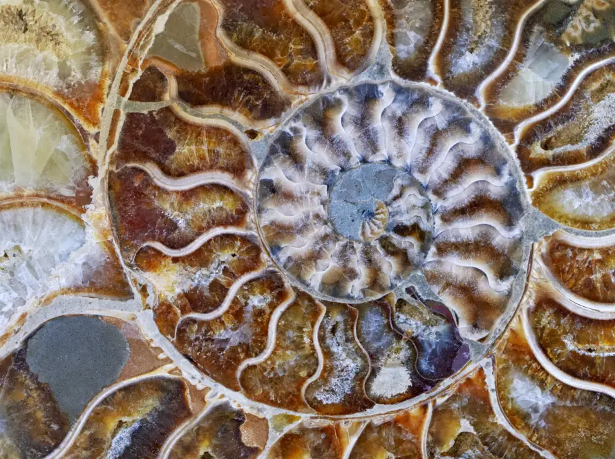 La sequenza di Fibonacci nel web design: cosa c’entra?